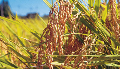 bevictorΰ�¹���-Τ�¹ٷ���վ