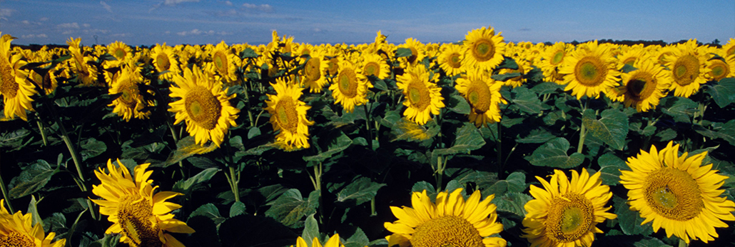 bevictorΰ�¹���-Τ�¹ٷ���վ